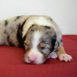 Australian Shepherd Puppies from Clay Ridge Australian Shepherds