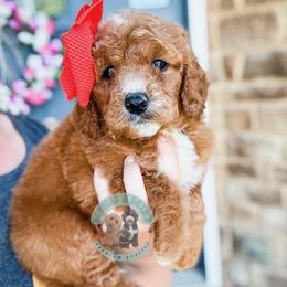 Peaches - Red  female Goldendoodle puppy in Marion, Ohio from Doodles & Doxies