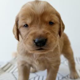 Abigail - Purple - Dark golden female Golden Retriever puppy in San Martin, California from Church Creek Retrievers