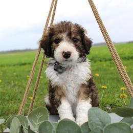Draco - Sable male Bordoodle puppy in Ashland, Ohio from Cherry Blossom Doodles