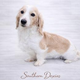Puff - Dachshund