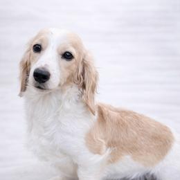 Puff - Dachshund