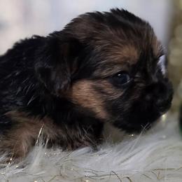 Girl 1 - Black and tan female Yorkshire Terrier puppy in Huddleston, Virginia from Potters Puppies