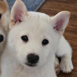 AKC Olaf - Cream male Shiba Inu puppy in Jensen Beach, Florida from ScrapiShibas