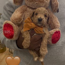 Pumpkin - Red  male Goldendoodle puppy in Richmond, Texas from Harper’s Heartbeats
