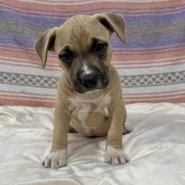 Fawn Male - Fawn male American Pit Bull Terrier puppy in Nine Mile Falls, Washington from Bartin Kennels