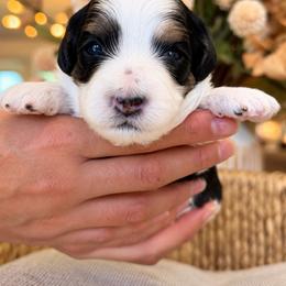 Minnie - Tri-color female Cavapoo puppy in Yuciapa, California from AlltheDoodlez_