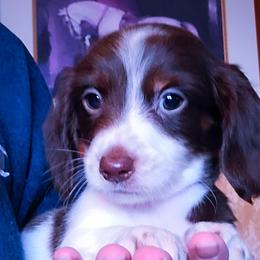 Dachshund and Great Dane Puppies from AZ's Prestigious Minature Dachshunds