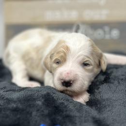 Blue Male - Parti male Goldendoodle puppy in Great Falls, Montana from Montana Goldendoodles