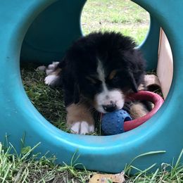 Bernese Mountain Dog Puppies from Must B Buffalo Berners