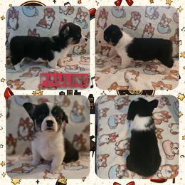 Pauline - Black and tan female Pembroke Welsh Corgi puppy in Rensselaer, Indiana from STR Corgis