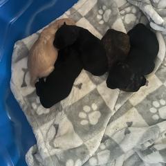 Girl 2 - Black female Scottish Terrier puppy in San Diego (Jamul), California from Lee Valley Scotties