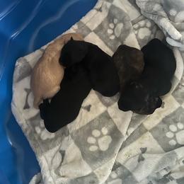 Girl 2 - Black female Scottish Terrier puppy in San Diego (Jamul), California from Lee Valley Scotties
