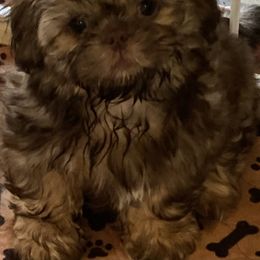 Cinnamon - Shih Tzu puppy from Divine Hill Farm