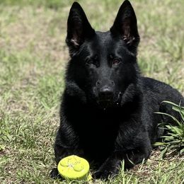 Lilith - German Shepherd