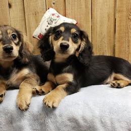 Dachshund All Grown Up from Heartland Dachshunds of So IL
