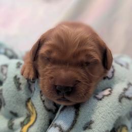 Quilava - Dark golden female Golden Retriever puppy in Minneapolis, Minnesota from Firestorm Goldens