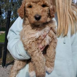 Zachary-videos 20-30 pounds - Apricot male Poodle puppy in Orland, California from Elliott's Elite Puppies
