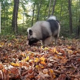 Keeshond Puppies from Hocking Hills Keeshonds