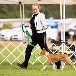 Basenjis from Genesis Sighthounds
