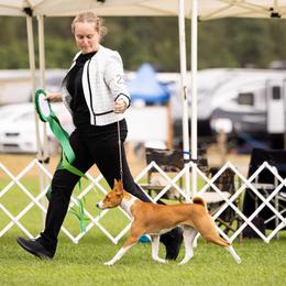 Basenjis from Genesis Sighthounds