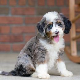 Rocky - Blue merle male Bernedoodle puppy in Dundee, Ohio from Down Home Doodle