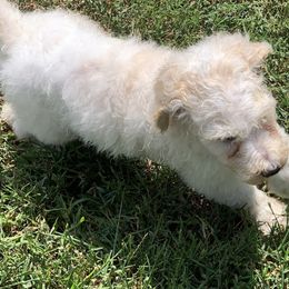 Poodles from Rocky Patch Standard Poodles