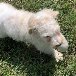 Poodles from Rocky Patch Standard Poodles