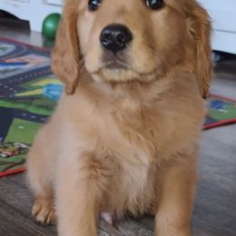 Goldendoodle and Golden Retriever Puppies from Snow Peak Kennels