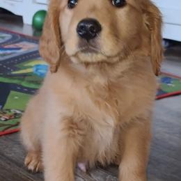 Goldendoodle and Golden Retriever Puppies from Snow Peak Kennels
