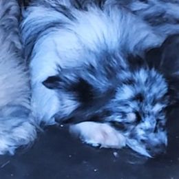 Chihiro - Pomeranian