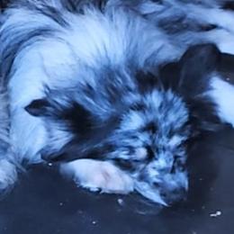 Chihiro - Pomeranian
