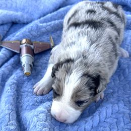 Ahsoka aka Soka - Blue merle female Border Collie puppy in Keller, Texas from Bordercollieblues