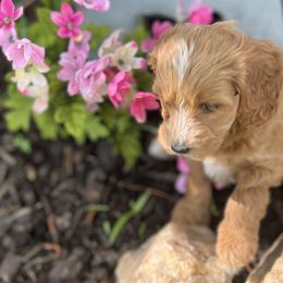 Girl 3 - Red  Goldendoodle puppy in Winston Salem, North Carolina from Summer Breeze Doodles