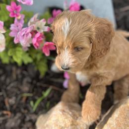 Girl 3 - Red  Goldendoodle puppy in Winston Salem, North Carolina from Summer Breeze Doodles