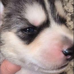 Ember - Agouti and white male Siberian Husky puppy in Richland, Mississippi from Feazell’s Siberian Huskies