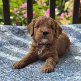 Wilson - Red  male Goldendoodle puppy in Wharton, Texas from Little Fur Friends