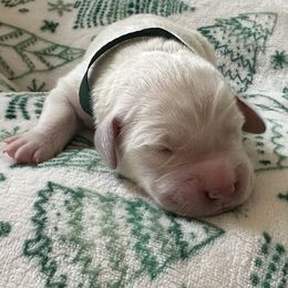 Golden Retriever Puppies from CoastalRetrieversva