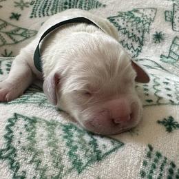 Golden Retriever Puppies from CoastalRetrieversva