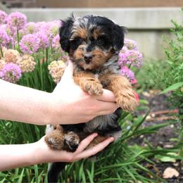 Rio - Merle female Bernedoodle puppy in Eagle Mountain, Utah from Fur Real Puppies.
