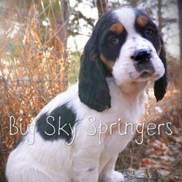 Boy 6 - Black white and tan male English Springer Spaniel puppy in Great Falls, Montana from Big Sky Springers