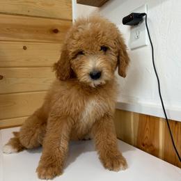 Bentley - Cream female Goldendoodle puppy in Payson, Utah from Country Sky Doodles