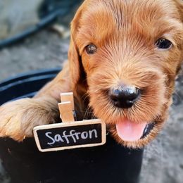 Goldendoodle Puppies from BasilBella’s Doodles