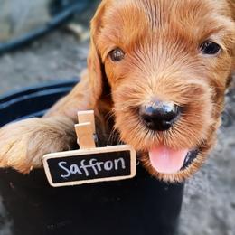 Goldendoodle Puppies from BasilBella’s Doodles
