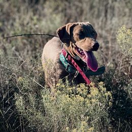 Avarice - Catahoula Leopard Dog