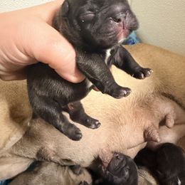 Brindle boy 1 - Brindle and white male French Bulldog puppy in Washington, Pennsylvania from Crooked Pine French Bulldogs