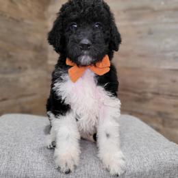 Roxy - Black female Goldendoodle puppy in Woodburn, Indiana from DNLS Doodle Puppies
