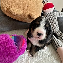 Mr Blue - Bernedoodle puppy in Seattle, Washington from Mochi Bernedoodles