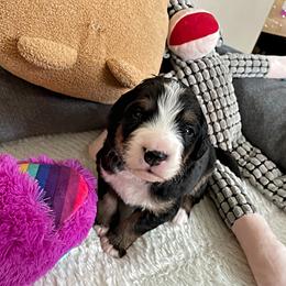Mr Blue - Bernedoodle puppy in Seattle, Washington from Mochi Bernedoodles