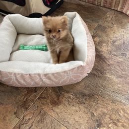 Pomeranian Puppies from Parti Time Pomeranians